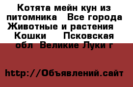 Котята мейн-кун из питомника - Все города Животные и растения » Кошки   . Псковская обл.,Великие Луки г.